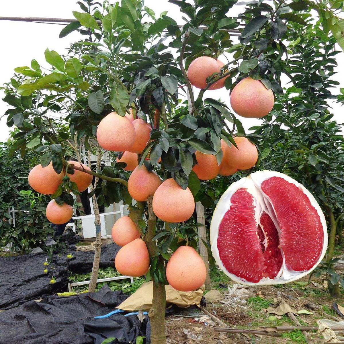 马家柚子树苗红心肉蜜南方北种植图片