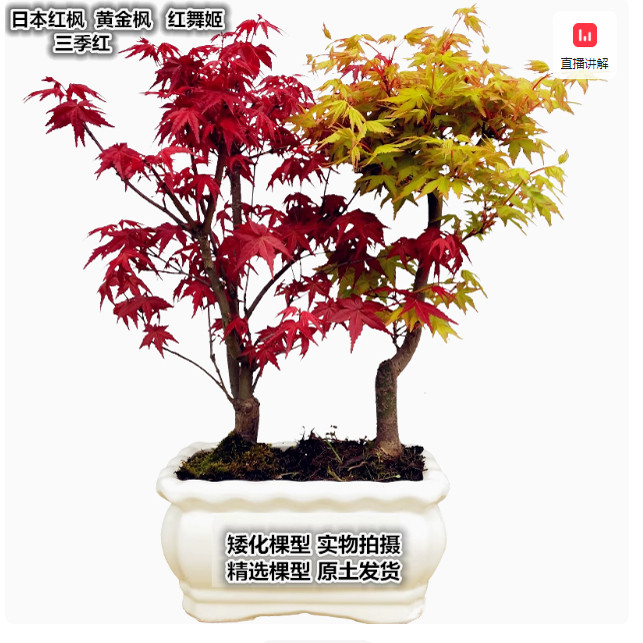 日本红枫树苗四季舞姬老桩图片