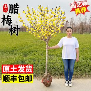 素心腊梅花树苗庭院地栽耐寒植物花卉盆栽高杆腊梅苗红梅苗带花苞