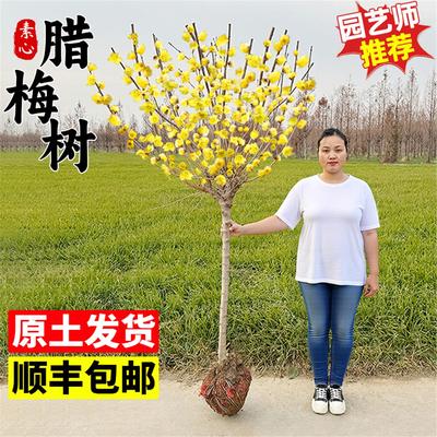 素心腊梅花树苗庭院地栽耐