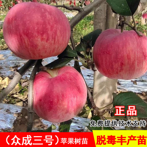 苹果树苗众成三号条纹红富士耐寒