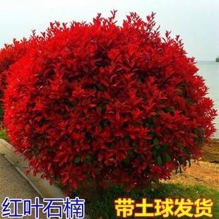 红叶石楠树苗四季庭院绿化苗木石楠球火焰红小苗红花继木球形盆栽