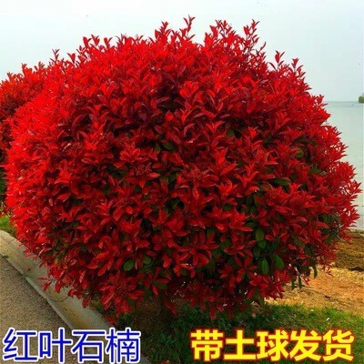 红叶石楠树苗四季庭院绿化