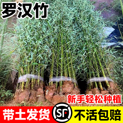 罗汉竹苗带土黄金子真树造
