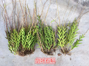 剑叶石斛盆景观赏石斛兰附生吊兰花卉绿植盆栽长绿不落叶包5苗带|