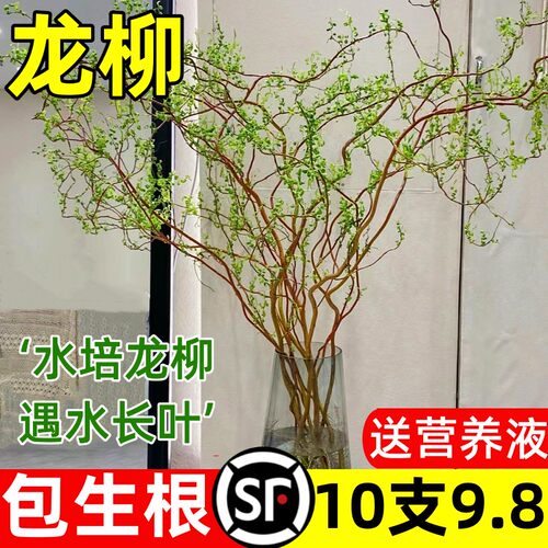 速发龙柳鲜切枝富贵内客厅水培绿竹物花卉室植盆栽好养活干支雪柳