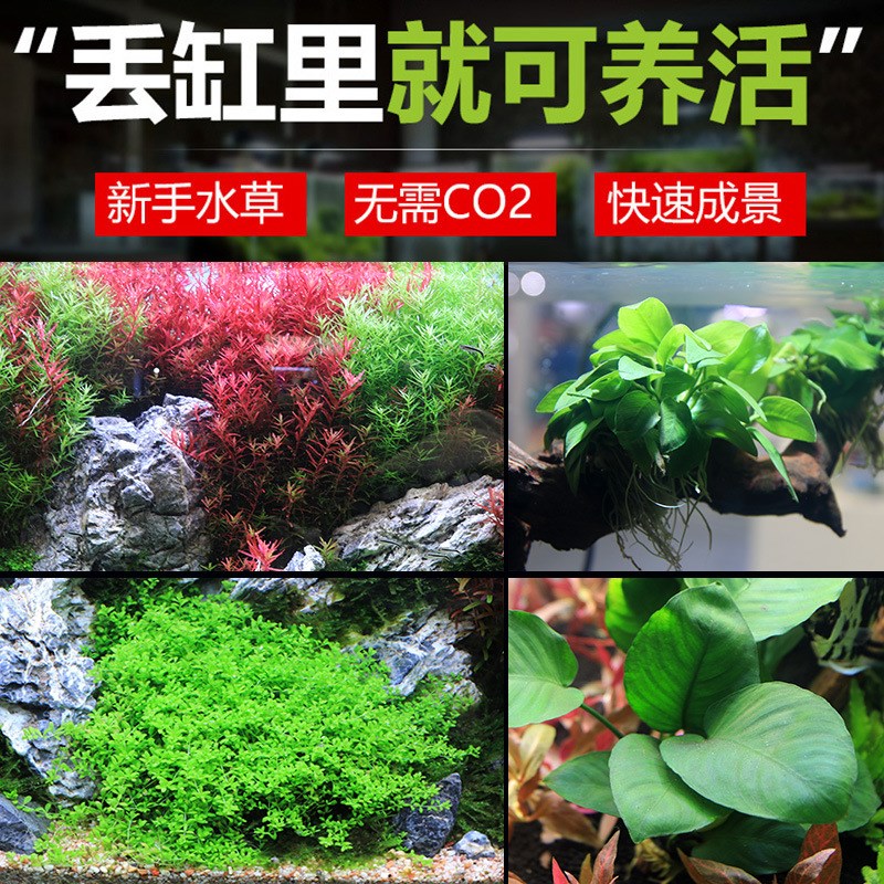 速发鱼缸造景套餐阴性水榕沉无珍水草淡水木土植物增氧趴地矮真珠