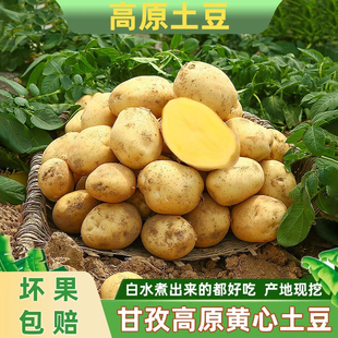 甘孜州高原特产土豆现挖新鲜黄心土豆当季蔬菜整箱迷你马铃薯洋芋