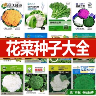 菜花西兰花种子四季蔬菜种子多彩花椰菜种子宝塔菜有机紫色花菜籽