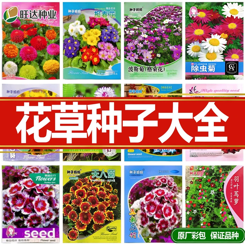 四季开花波斯菊格桑花籽花种籽子图片