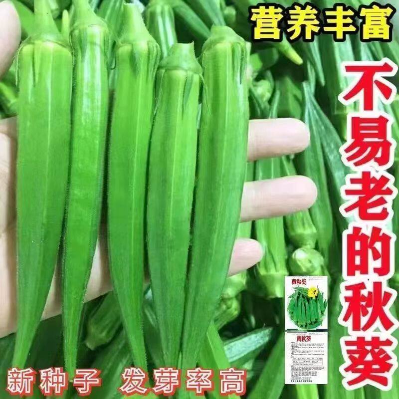 营养丰富不易老黄秋葵蔬菜种子春秋播高产耐热耐旱阳台大田种籽