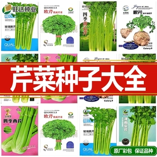 芹菜种子易播种小香芹种子大全四季小香芹种子籽细杆黄心白心粗芹