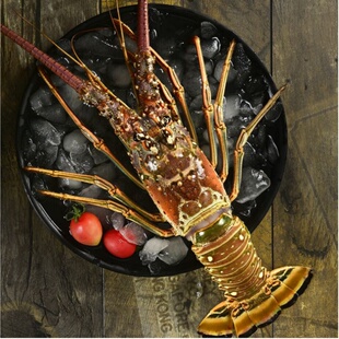 古巴/巴西龙虾进口大岩龙虾活冻花虾单只生冻水产大龙虾顺丰包邮