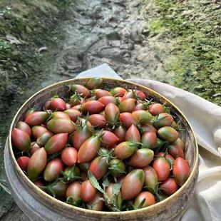 汕尾本地露天自家种植紫弹头小番茄脆甜小西红柿圣女果孕妇水果