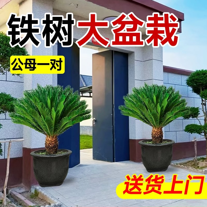 铁树盆栽公母一对室外门口绿植别墅庭院大型盆景植物大树四季好养图片