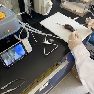 可视动物喉镜 大鼠气管插管用 小鼠E插管操作小动物插管喉镜实验