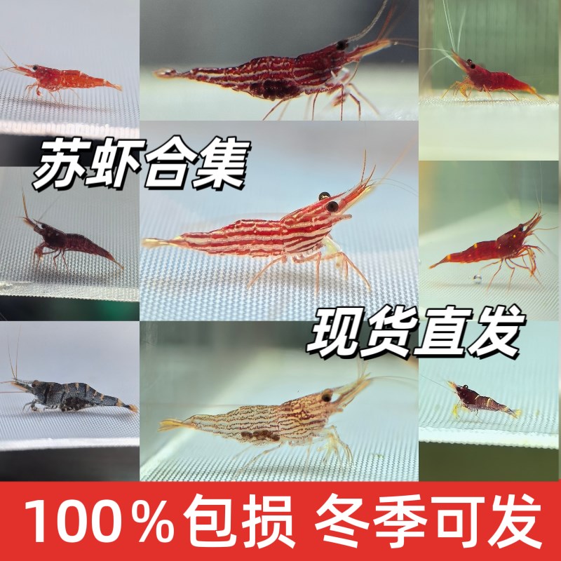 苏虾野虾苏虾白袜观赏虾鱼缸苏拉威西水族观赏虾帝虎可乐