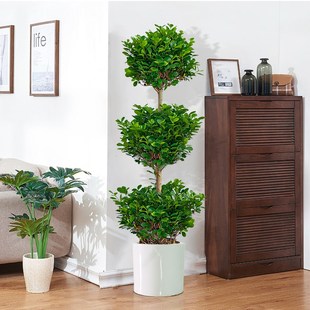 三层金钱榕盆栽造型摇钱树绿植室内客厅办公室大型植物老桩景观树