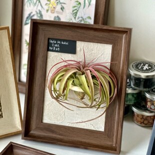 空气凤梨手工定制胡木色绿植相框艾瑞克(含艾瑞克