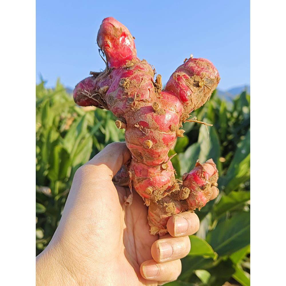 新鲜南姜 红皮山姜 高良姜冬阴功汤调味材料潮汕火锅底料卤水调料