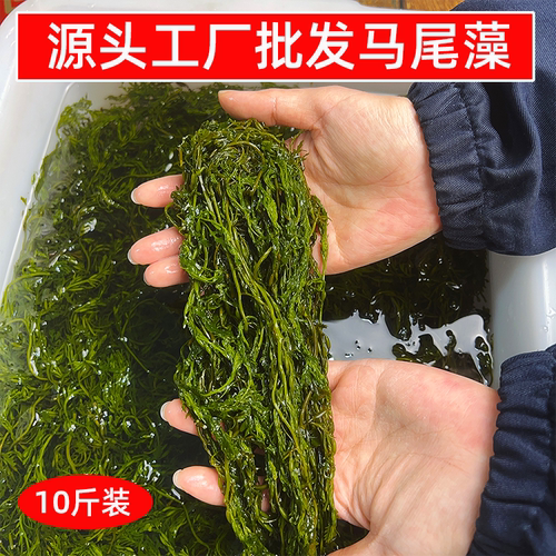 源头工厂批发鞭炮笋盐渍马尾藻10斤海藻一箱火锅专用海草冒菜食材