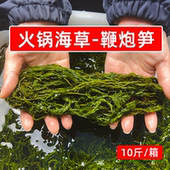 火锅海草盐渍鞭炮笋10斤一箱商用马尾藻长寿菜龙须菜凉拌商用食材