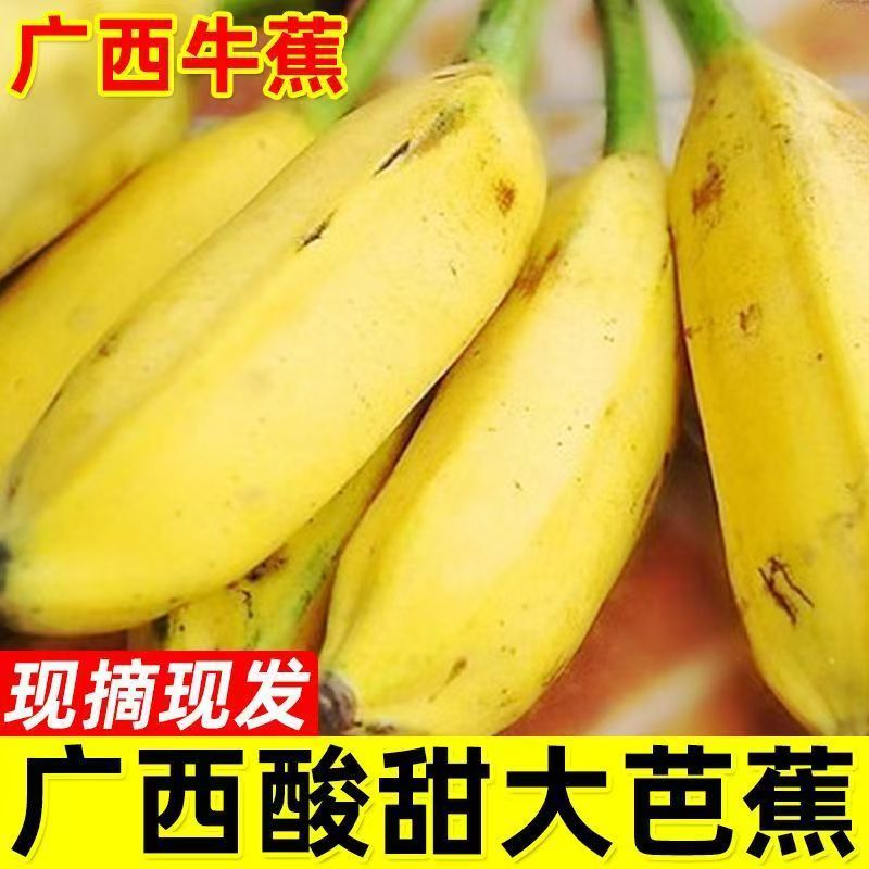 广西当季现摘牛角芭蕉9斤包邮