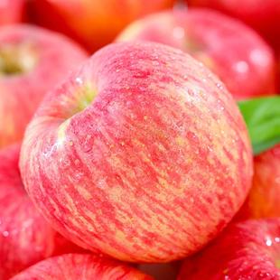 包邮 陕西洛川苹果9斤新鲜水果红富士当季 整箱特级冰糖心一级大10