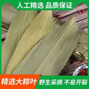 粽子叶棕叶新鲜的叶子端午节干粽叶包粽子专用商用批发大号新叶