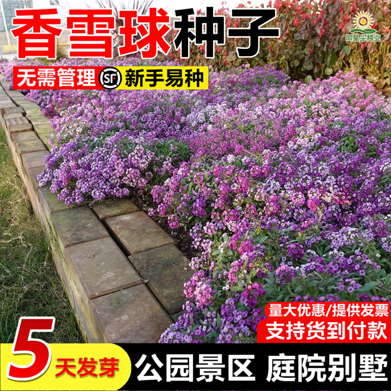 矮生花卉长不高草坪花多年生庭院小区乡村室外花籽春秋香雪球种子