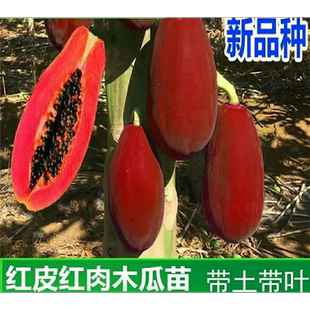 新品种红皮红肉木瓜树苗冰糖心木瓜黄金奶油大青木瓜树苗当年结果