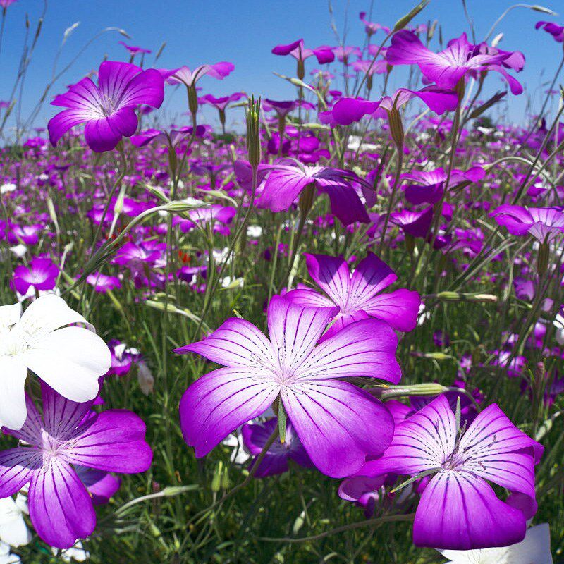 麦仙翁种子野花种籽四季种易活盆栽阳台庭院观赏花籽景观花卉种孑