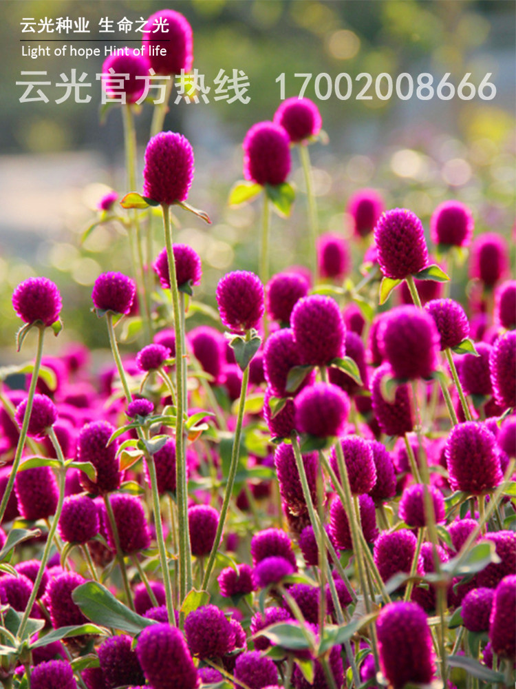 千日红花种子盆栽百日红花四季春天花种易种春季千日紫千日红种籽