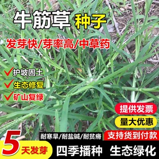 牛筋草种子铁线草护坡草籽巴根草爬地草绊根草护坡种子防水土流失