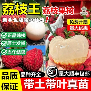 荔枝王嫁接果树苗妃子笑桂味马贵无核荔枝苗盆地栽南北方当年结果