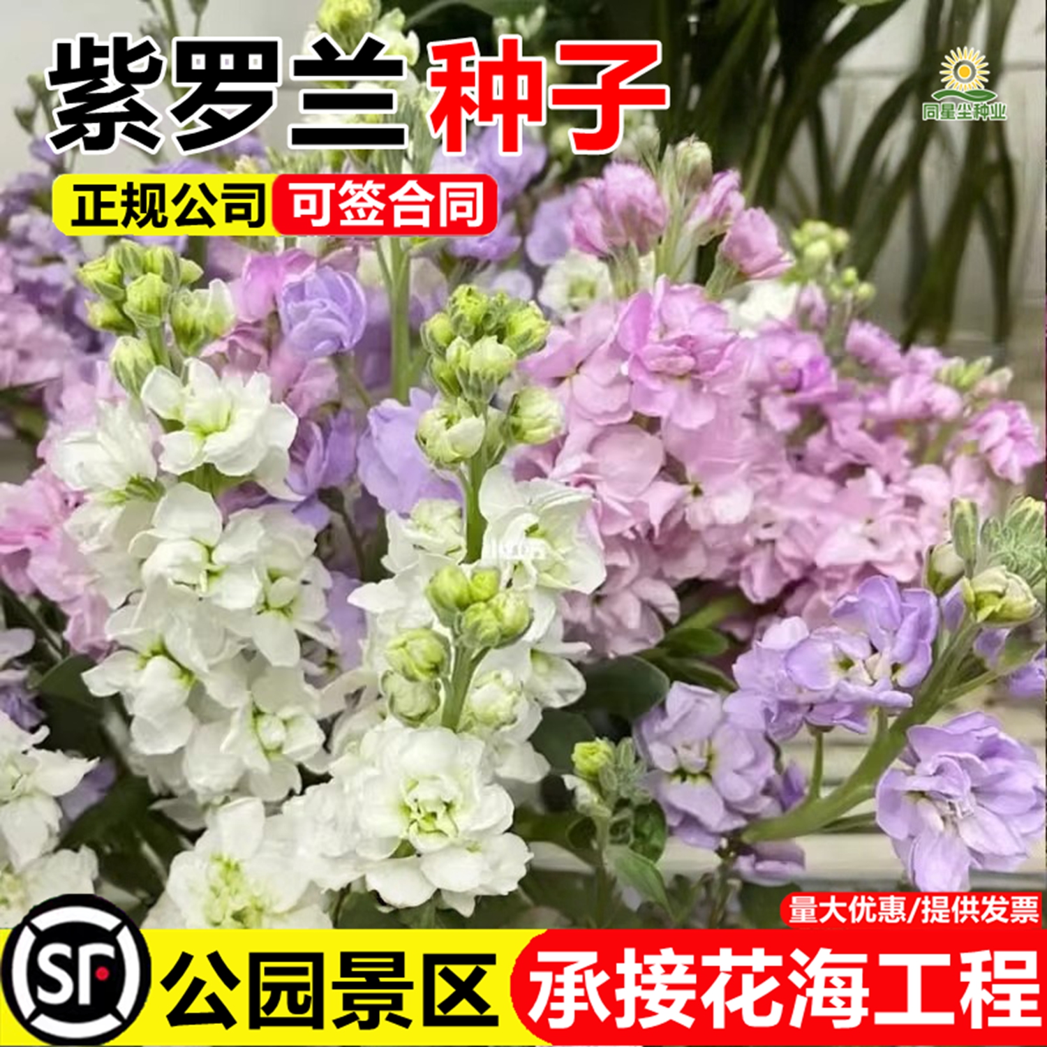 紫罗兰花种子籽四季播种开花芳香花卉室内外地栽阳台盆栽易活花籽