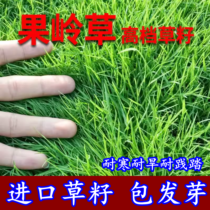 果岭草种子 庭院高尔夫球场专用草坪草籽 耐寒耐践踏四季常青