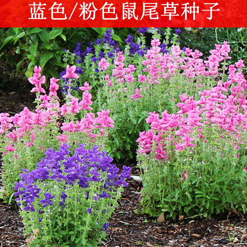 鼠尾草种籽蓝花草籽多年生花海草种子粉色鼠尾草蓝丝绒室外花种