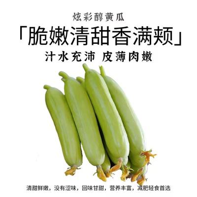 河北新鲜奶油黄瓜脆嫩清甜香满颊汁水充沛皮薄肉嫩当季蔬菜