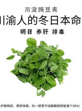 川渝豌豆夹新鲜绿色蔬菜2000g重庆嫩芽排毒新鲜蔬菜火锅菜顺丰