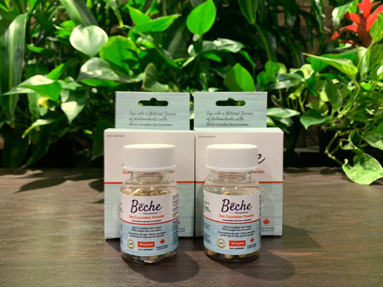 工厂授权店Beche加拿大海参养生素海参丸浓缩精华胶囊海参粉现货