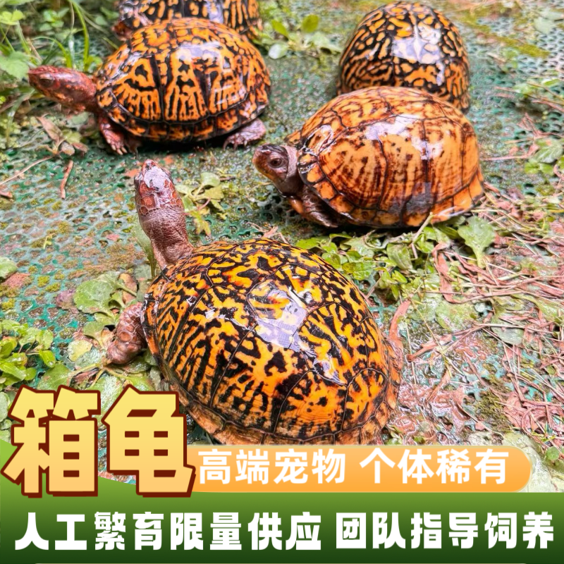 东部箱龟三趾佛箱半水龟网红陆龟乌龟黄缘龟安缘龟墨西哥锦箱龟