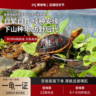 黄缘龟幼龟黑台缘龟苗闭壳观赏宠物乌龟活体网红龟陆地箱龟金钱龟