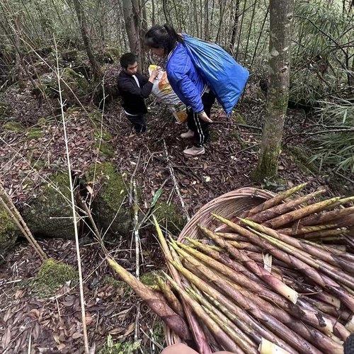 野生竹笋，贵州深山，打野小竹笋