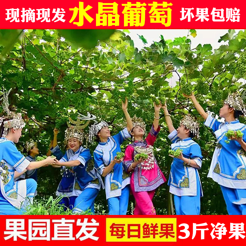 贵州水晶葡萄新鲜现摘阳光果绿青香玫瑰葡萄鲜甜孕妇水果顺丰包邮