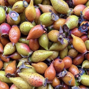 金樱子野生新鲜现摘贵州金罂子鲜果泡酒中药材刺梨糖榔泡酒鲜红果