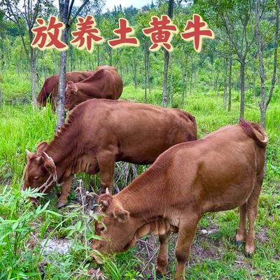 贵州高原，吃百草，放养土黄牛