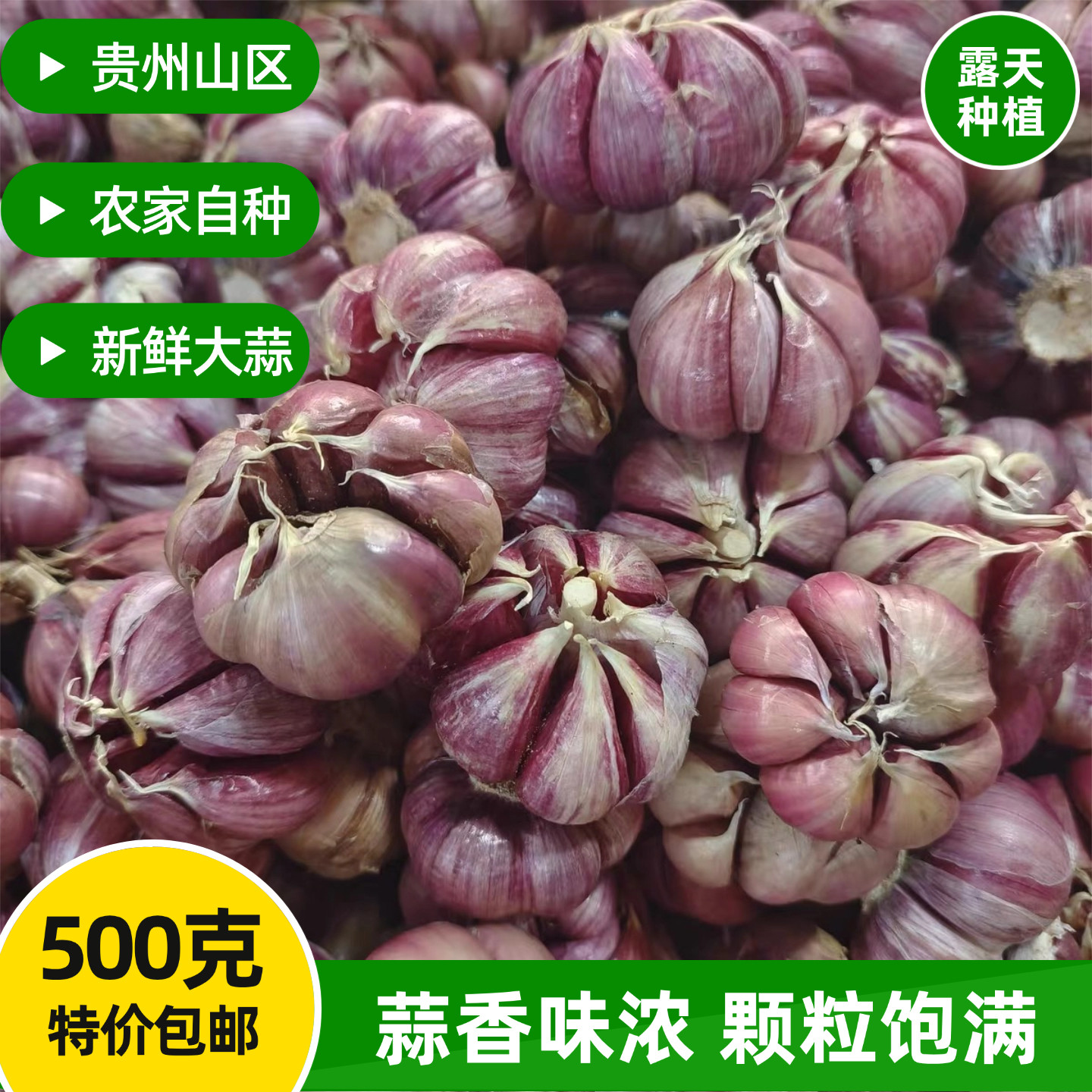 紫皮蒜香味浓，白蒜实惠，农家