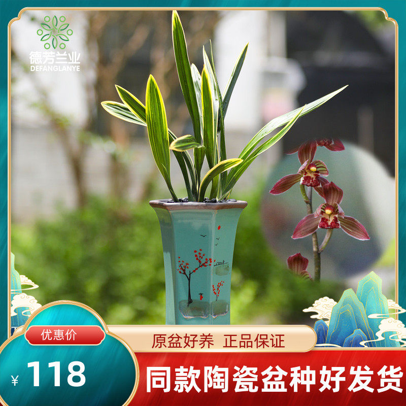兰花苗墨兰红荷冠带陶瓷盆浓院香型好养活夏秋季节