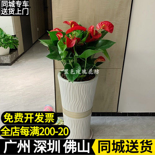 红掌盆栽 白掌粉掌植物室内花卉 观花植物 净化空气  吸甲醇